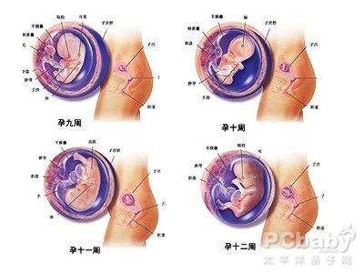 孕2个月图片，探索早期妊娠的奇妙旅程