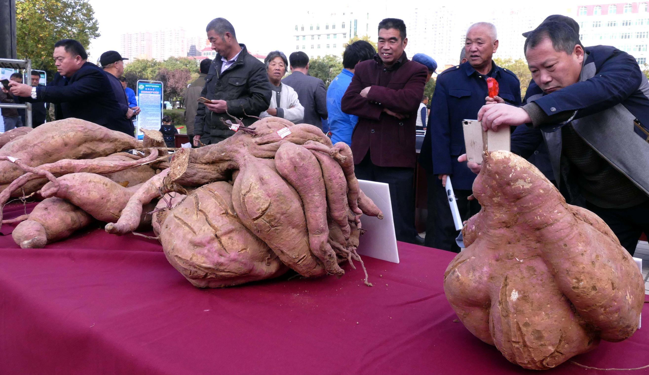 关于七个月大的宝宝能否吃红薯的问题探讨