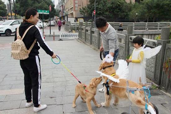 金毛犬两个月大时的饮食指南，金毛宝宝应该吃什么？