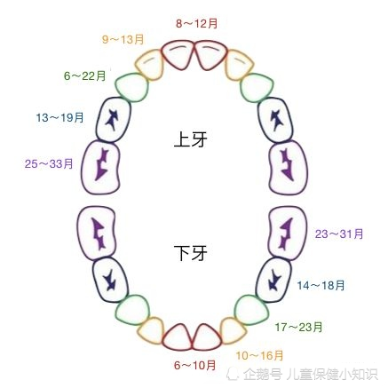 孩子最早几个月长牙，牙齿生长规律与影响因素解析